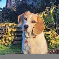 Beaglefrau