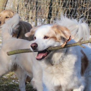 Dein Hund bellt andere Hunde an? Talia