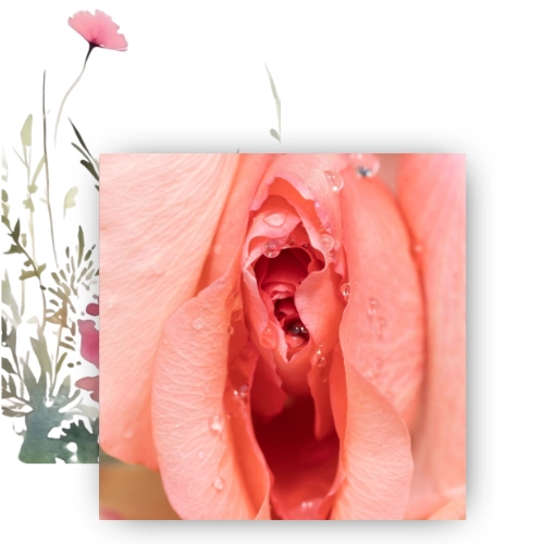 Titelbild zum Blogbeitrag über die spirituelle Bedeutung des weiblichen Intimbereichs (Scheide): Eine Rose in Form einer Vulva mit Blumenillustration